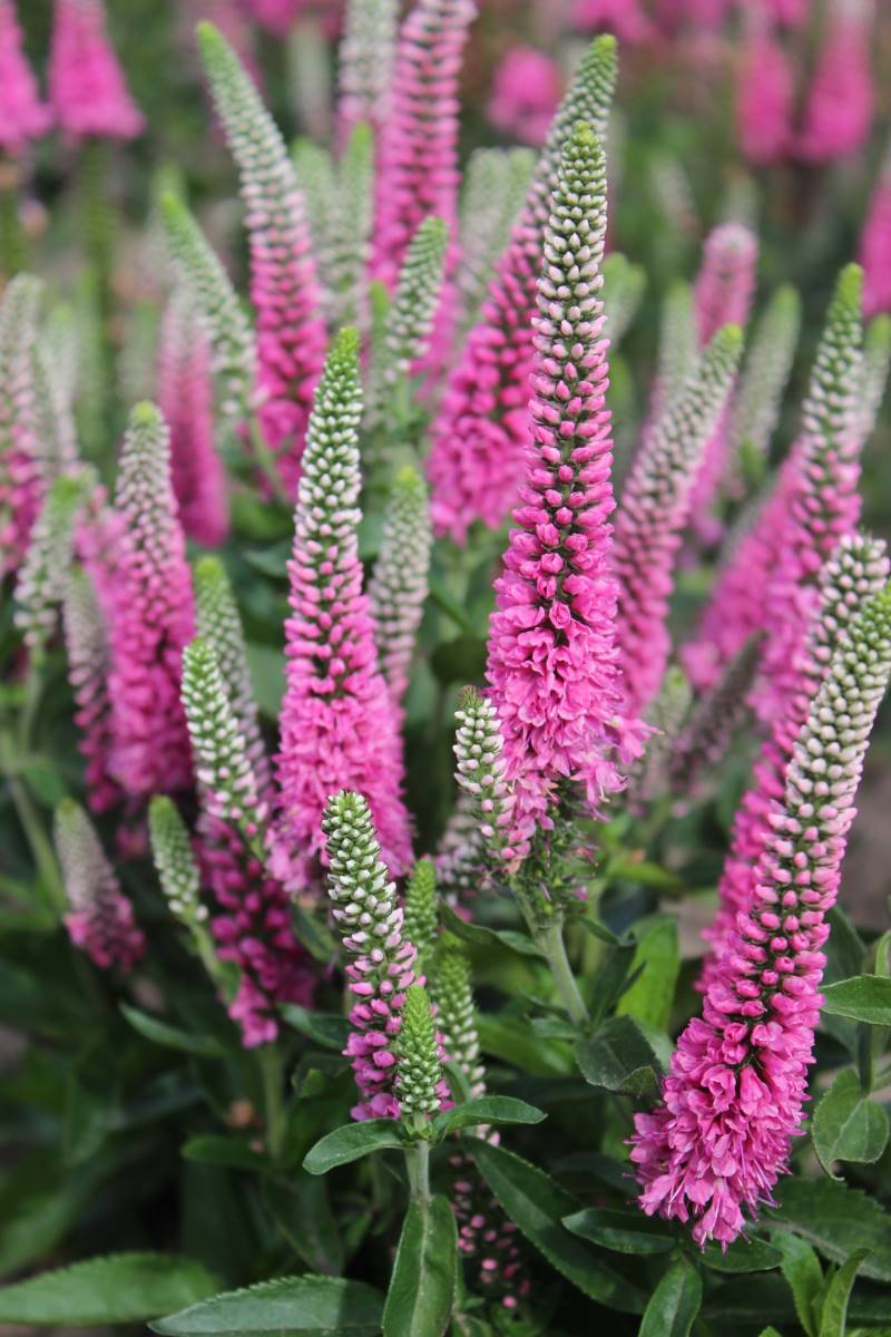 Veronica spicata 'Pink Marshmallow'